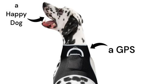 NEW Realtime Cat Dog GPS Tracker Portable Geo-Fencing Pet Tracking Sys Size:XXL